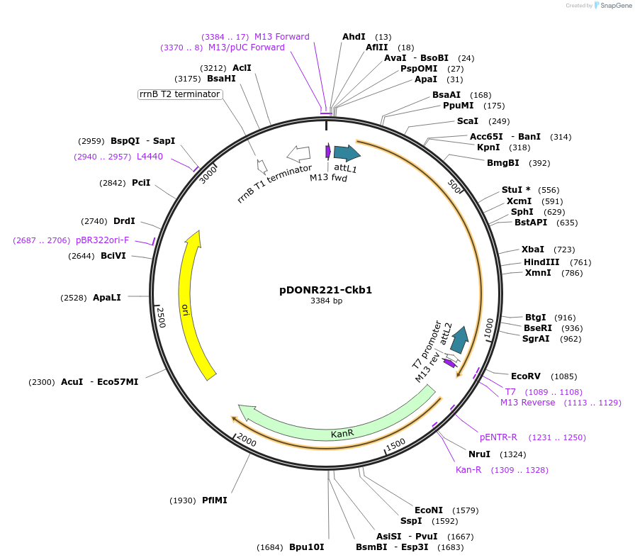 99981-plasmid-map-sequence-id-192164