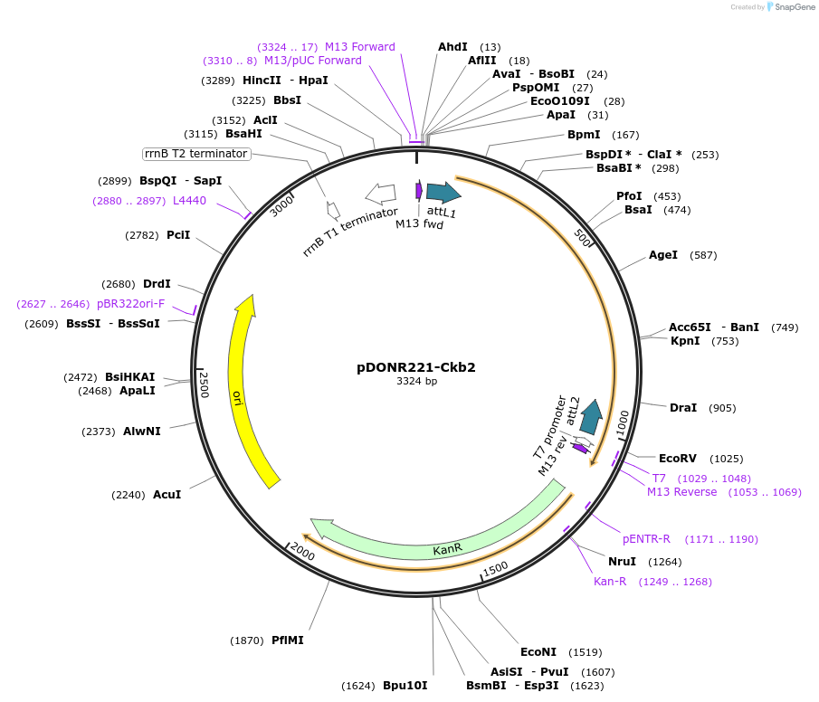 99982-plasmid-map-sequence-id-192165