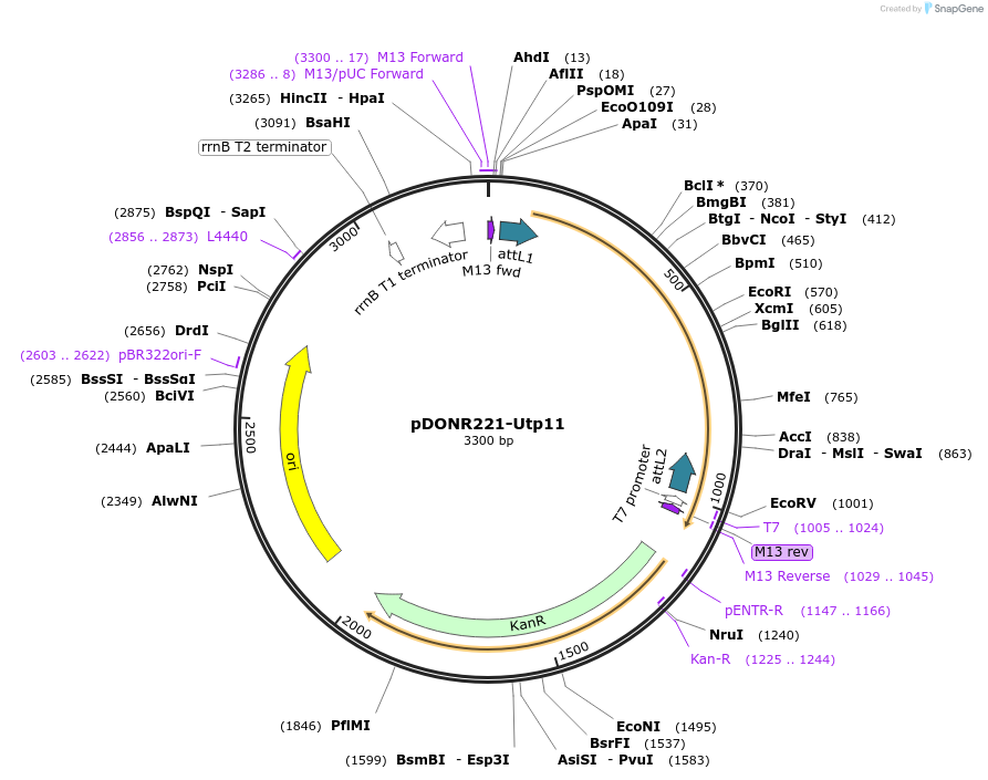 99984-plasmid-map-sequence-id-192167
