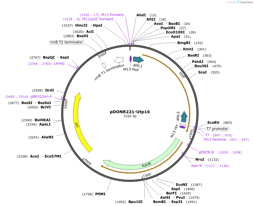 99985-plasmid-map-sequence-id-192168