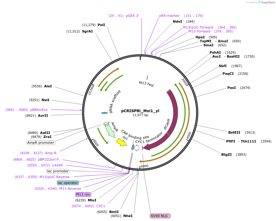 91248-plasmid-map-sequence-id-192174