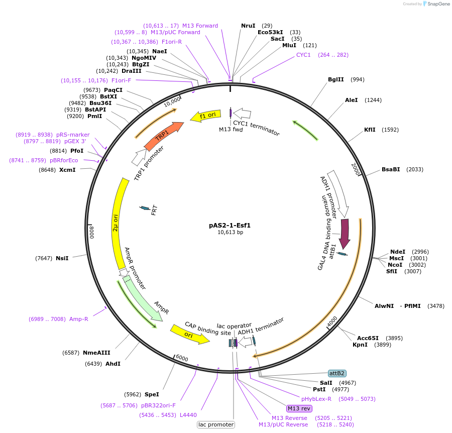 99987-plasmid-map-sequence-id-192176