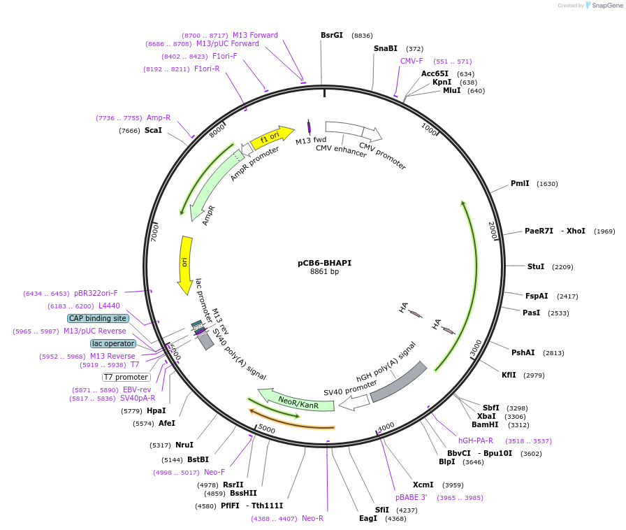 99350-plasmid-map-sequence-id-192178