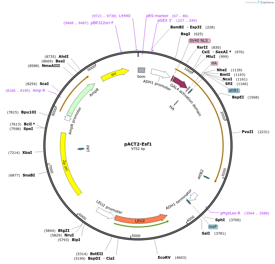 99988-plasmid-map-sequence-id-192181