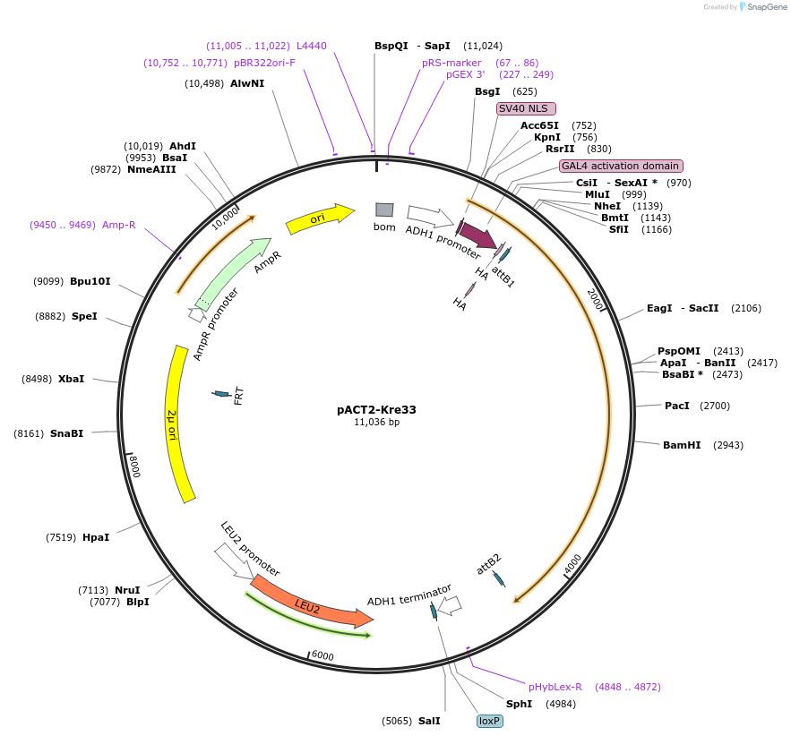 99990-plasmid-map-sequence-id-192186