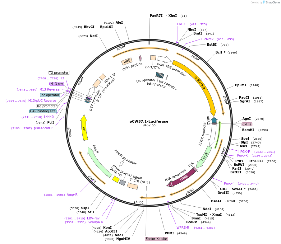 99283-plasmid-map-sequence-id-192187