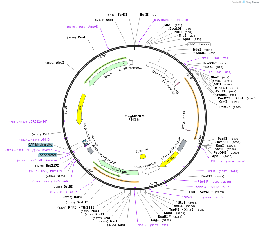 96901-plasmid-map-sequence-id-192193