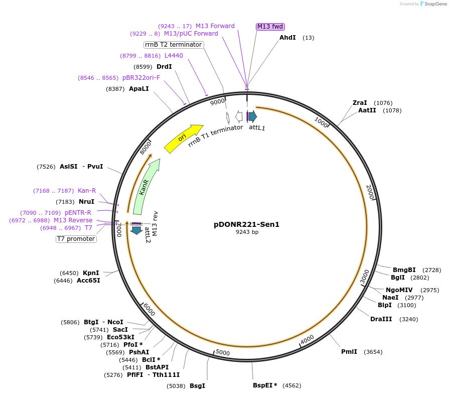 99994-plasmid-map-sequence-id-192197
