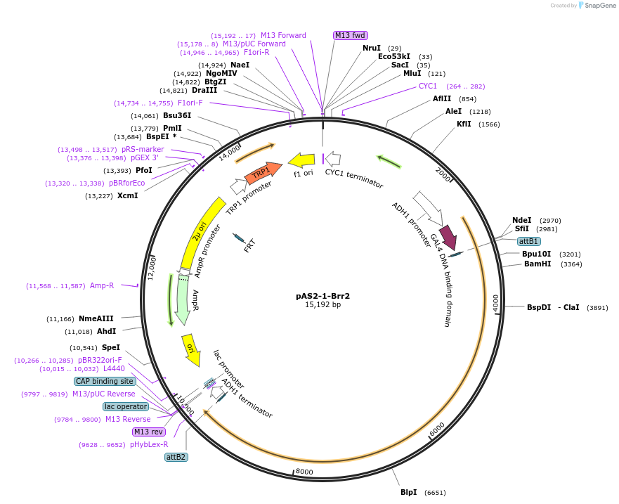 99995-plasmid-map-sequence-id-192200
