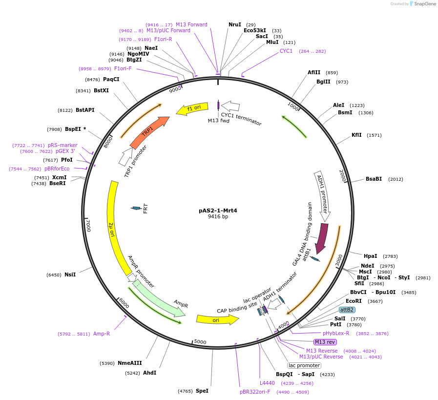 99997-plasmid-map-sequence-id-192201