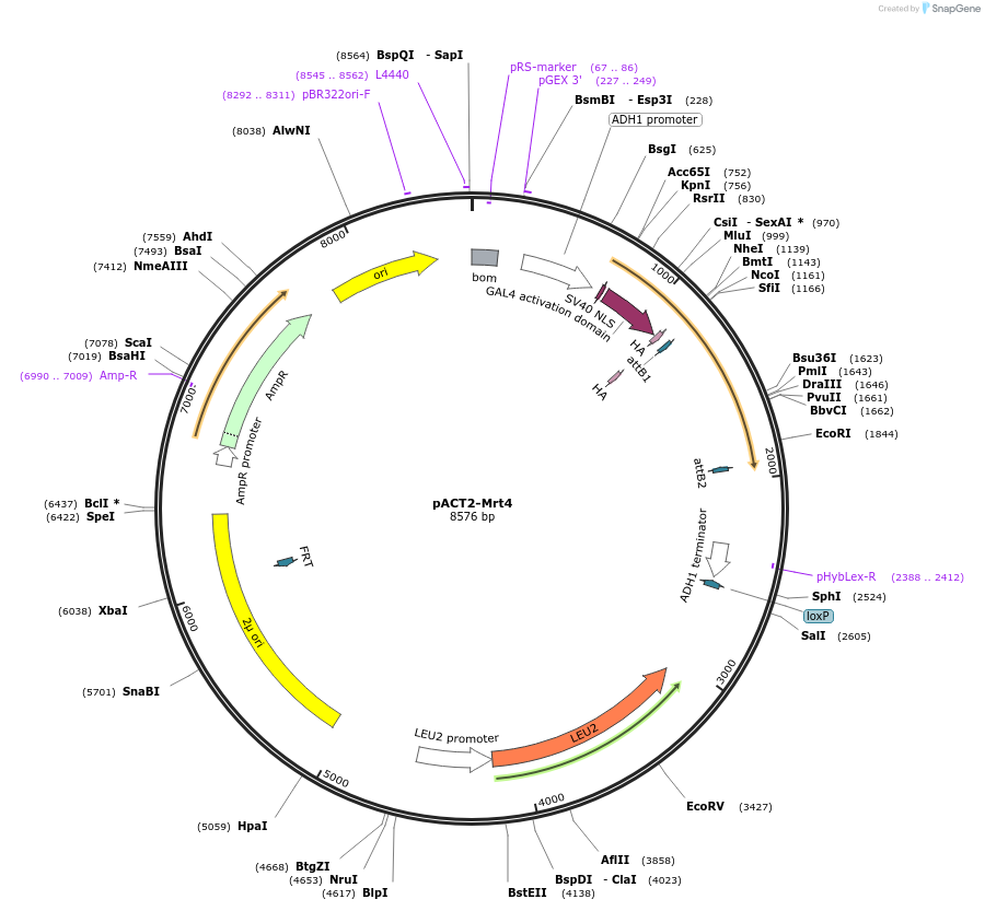 99998-plasmid-map-sequence-id-192202
