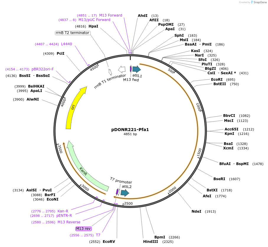99999-plasmid-map-sequence-id-192203