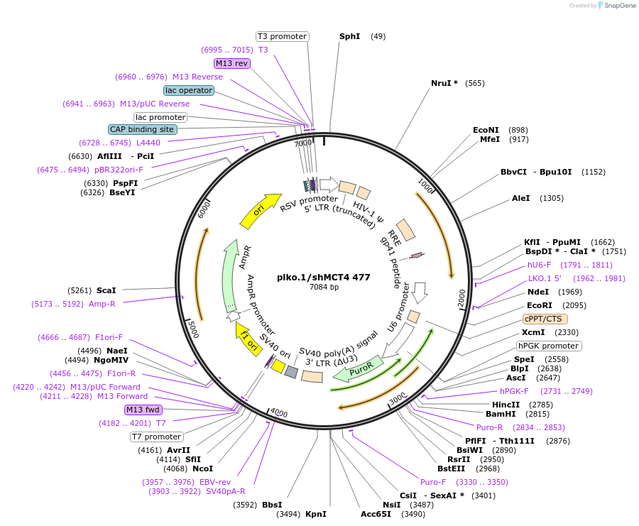 99598-plasmid-map-sequence-id-192206