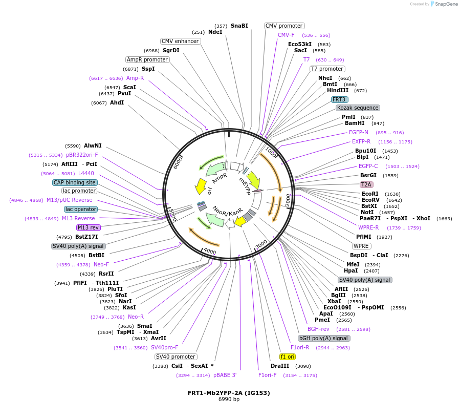 99619-plasmid-map-sequence-id-192208