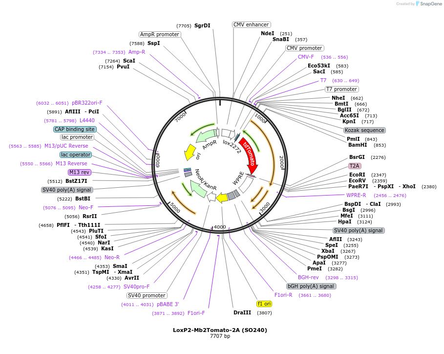 99614-plasmid-map-sequence-id-192210