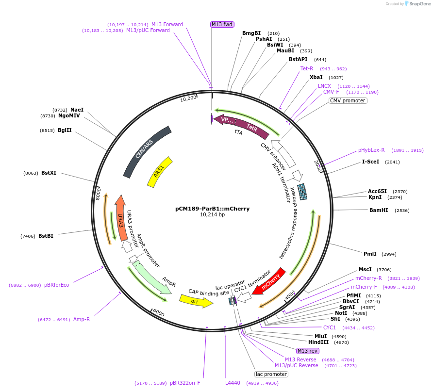87253-plasmid-map-sequence-id-192211