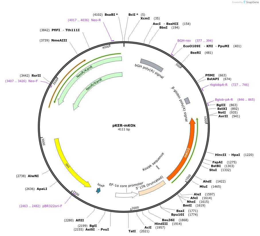 85975-plasmid-map-sequence-id-192219