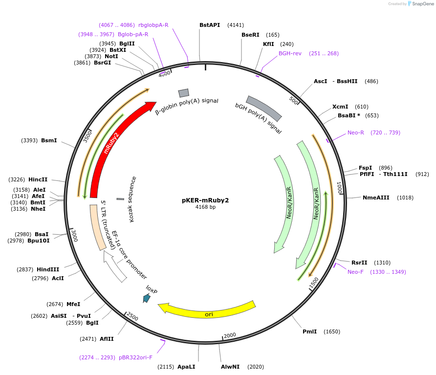 85977-plasmid-map-sequence-id-192220