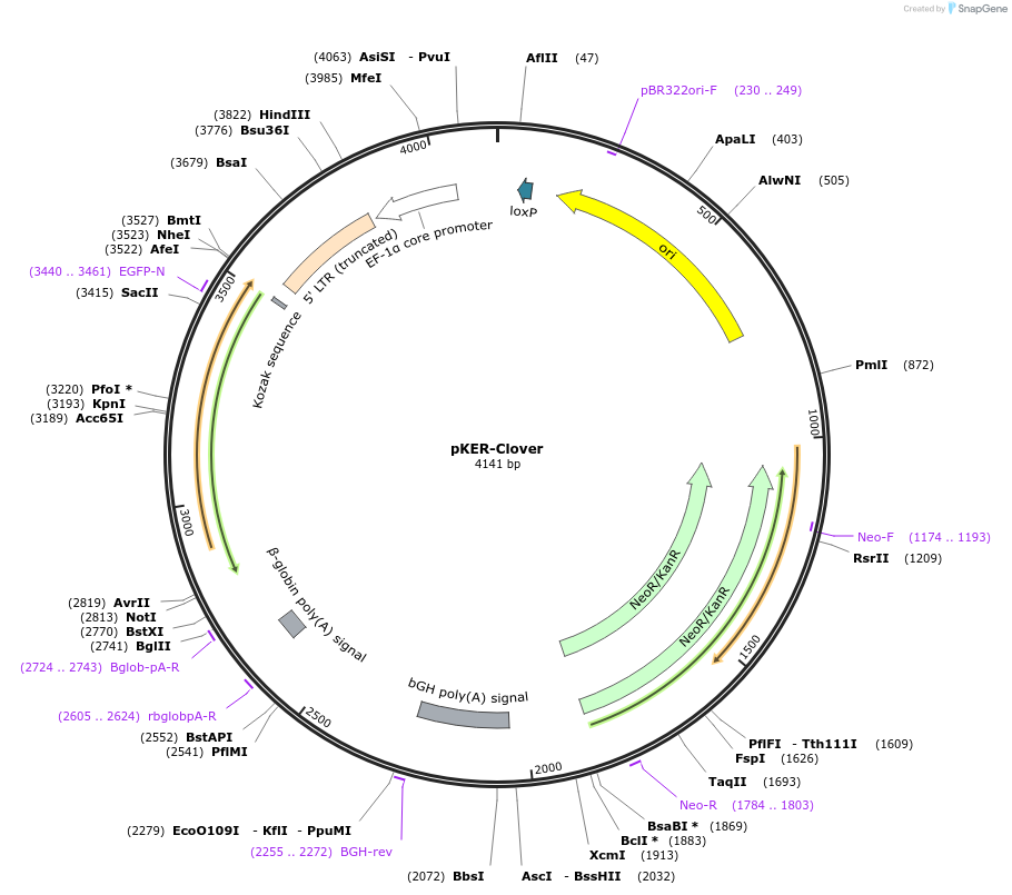 85974-plasmid-map-sequence-id-192221