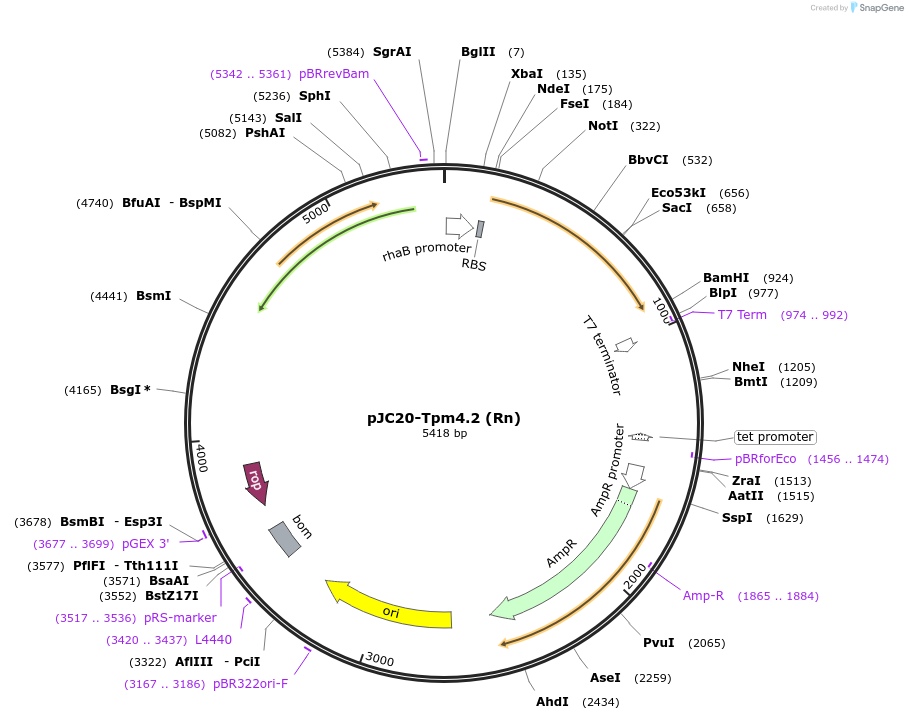 99359-plasmid-map-sequence-id-192230