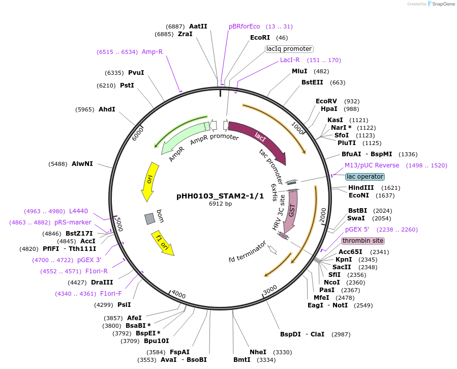 91427-plasmid-map-sequence-id-192289