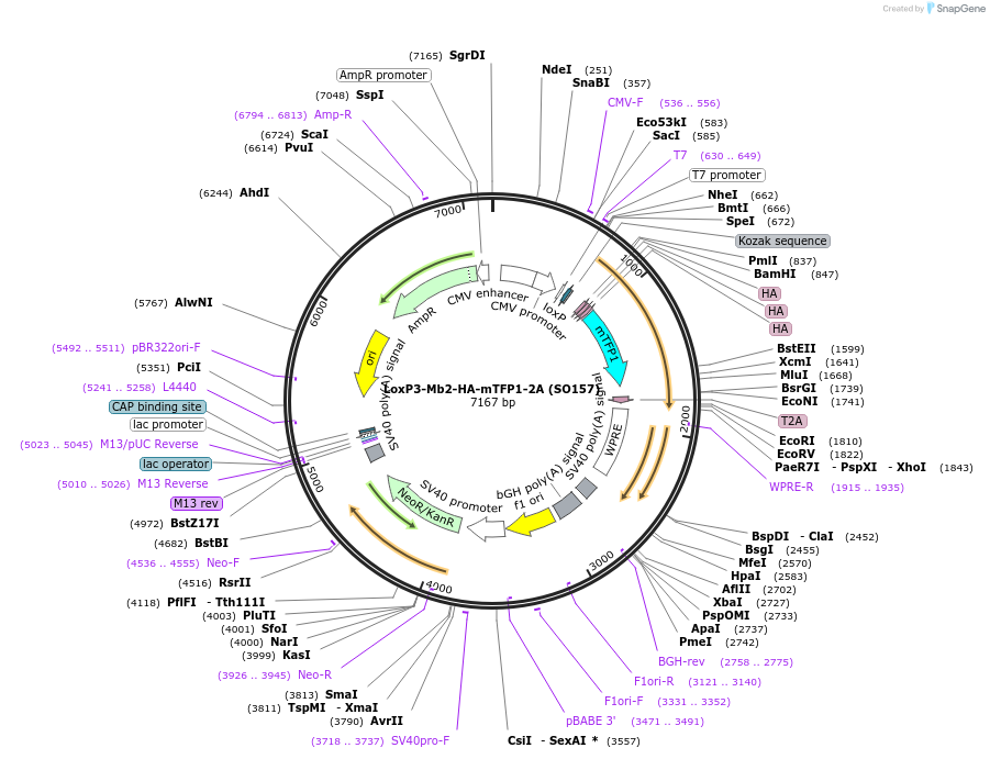 99615-plasmid-map-sequence-id-192371