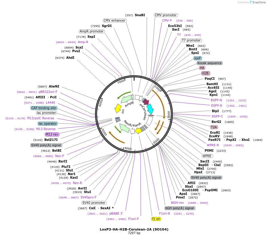99618-plasmid-map-sequence-id-192392