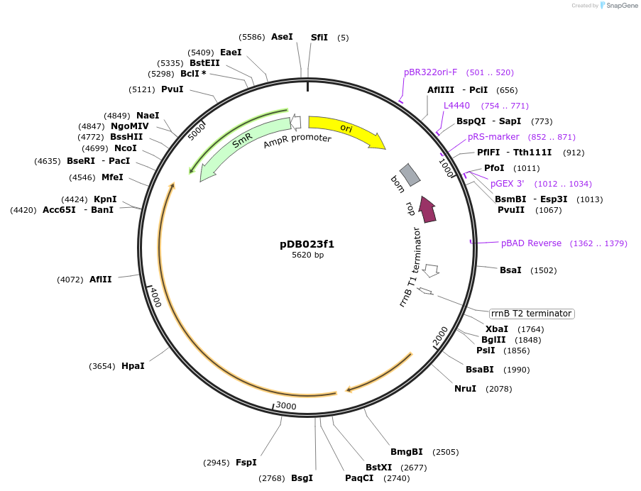 99218-plasmid-map-sequence-id-192402