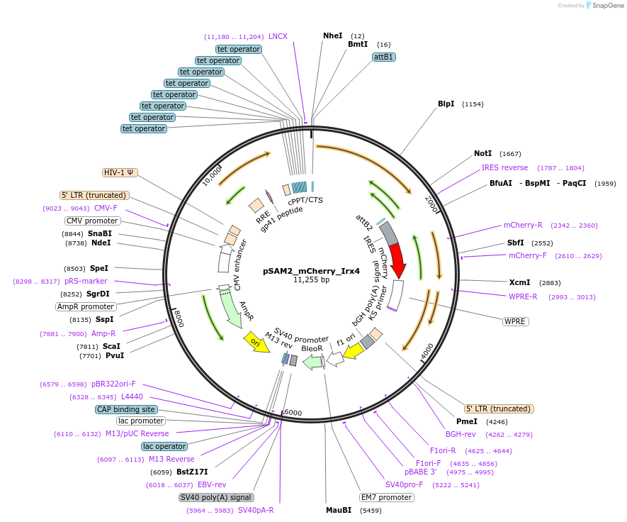 72692-plasmid-map-sequence-id-192435