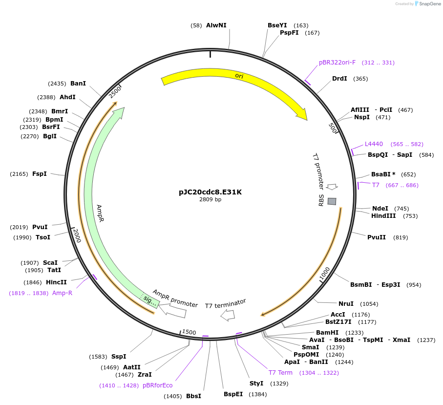 99361-plasmid-map-sequence-id-192449