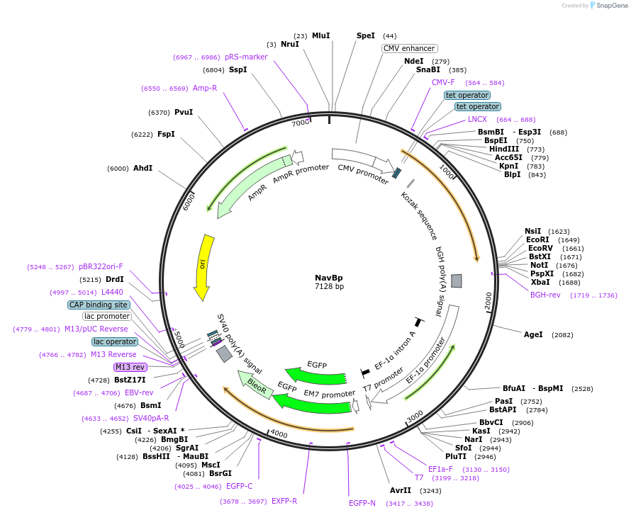 100014-plasmid-map-sequence-id-192450