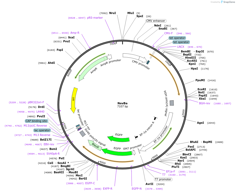 100015-plasmid-map-sequence-id-192451