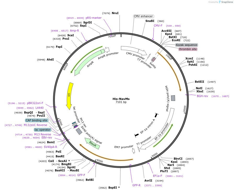 100004-plasmid-map-sequence-id-192452
