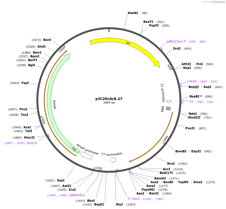 99362-plasmid-map-sequence-id-192453