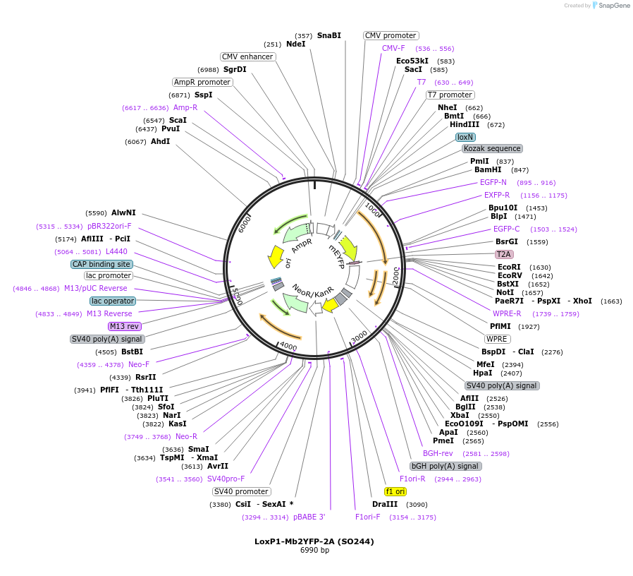 99613-plasmid-map-sequence-id-192465