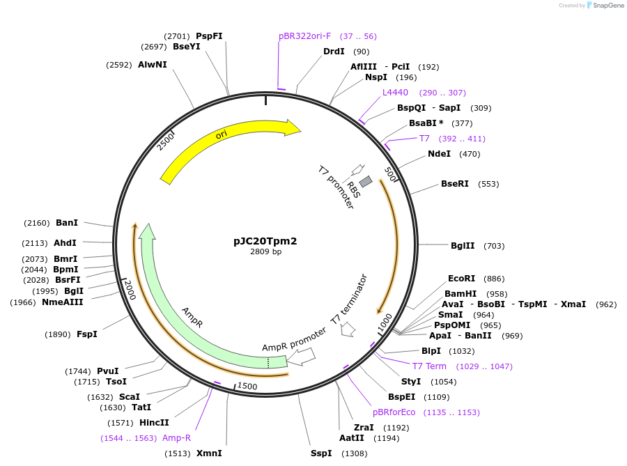 99356-plasmid-map-sequence-id-192466