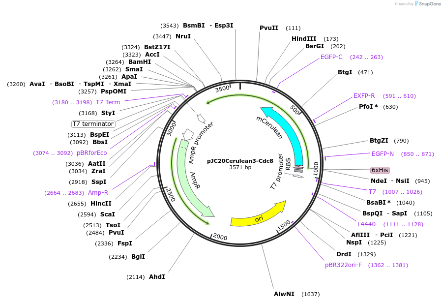 99357-plasmid-map-sequence-id-192469