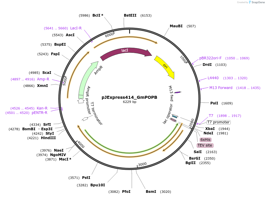 92234-plasmid-map-sequence-id-192472