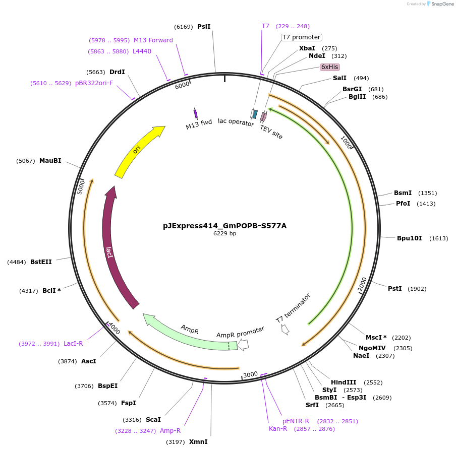 92235-plasmid-map-sequence-id-192473