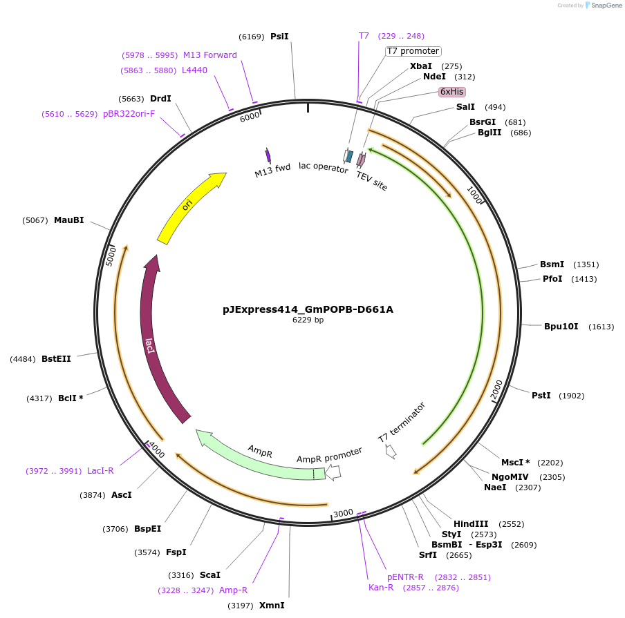 92236-plasmid-map-sequence-id-192474
