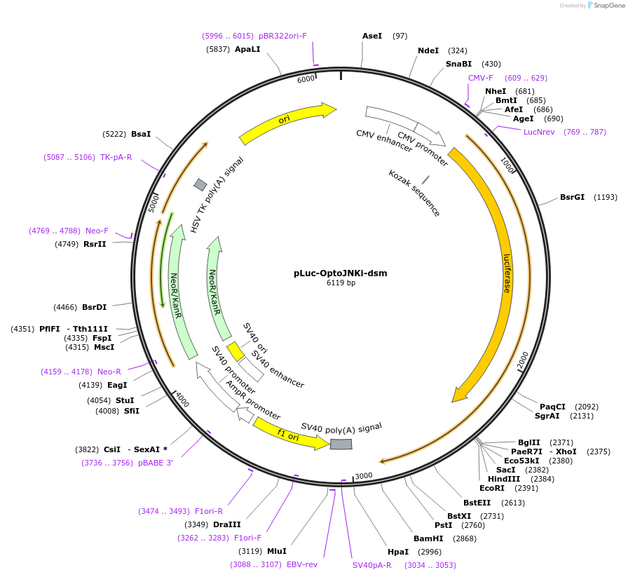 89745-plasmid-map-sequence-id-192487