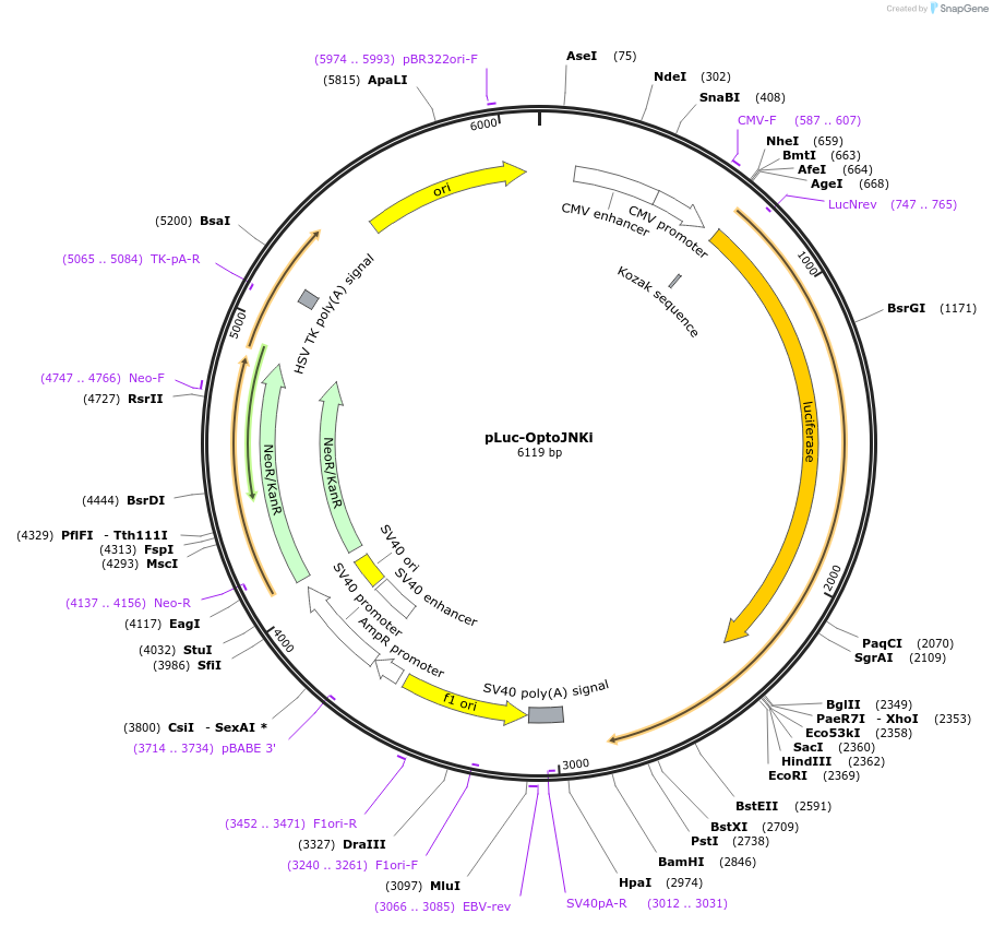 89744-plasmid-map-sequence-id-192488