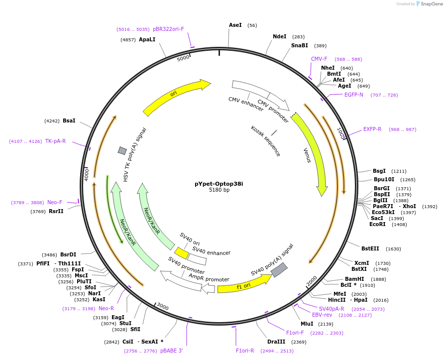 89749-plasmid-map-sequence-id-192489