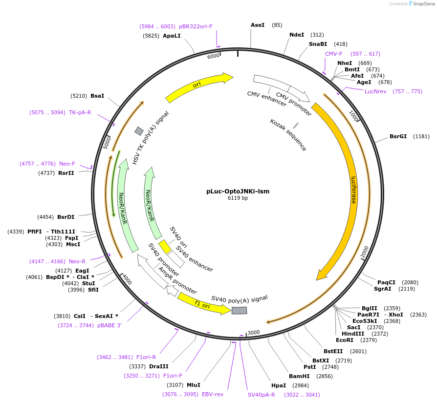 89746-plasmid-map-sequence-id-192490