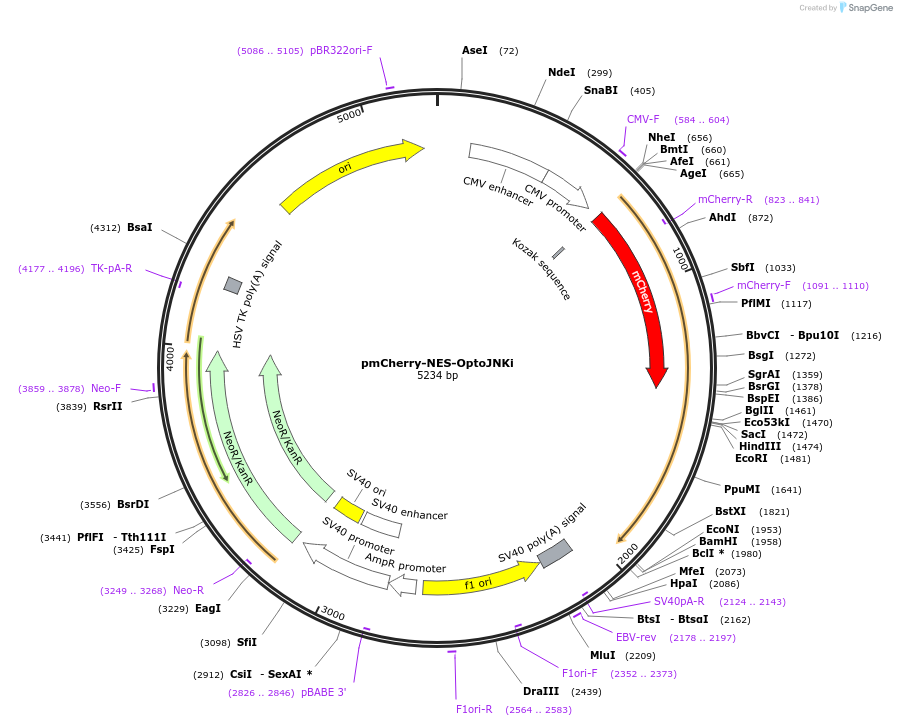 89739-plasmid-map-sequence-id-192492