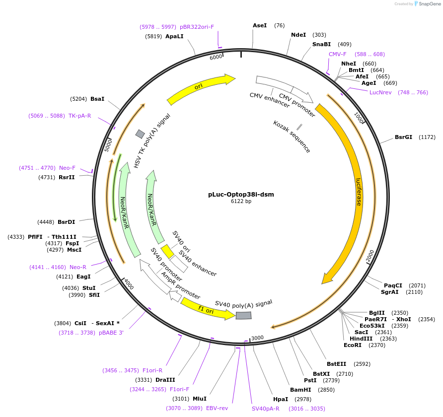 89748-plasmid-map-sequence-id-192493