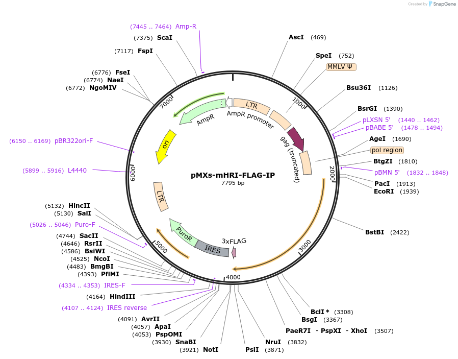 101791-plasmid-map-sequence-id-192509
