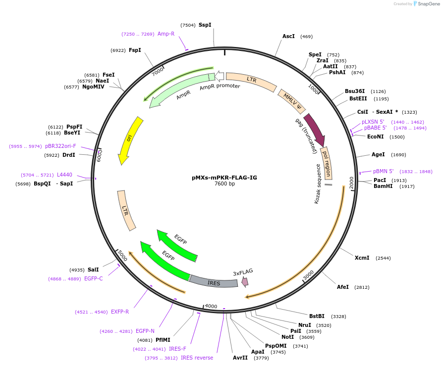101792-plasmid-map-sequence-id-192510