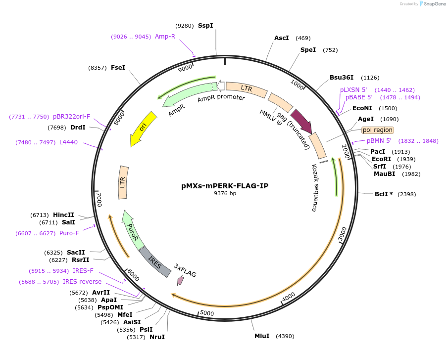 101793-plasmid-map-sequence-id-192511