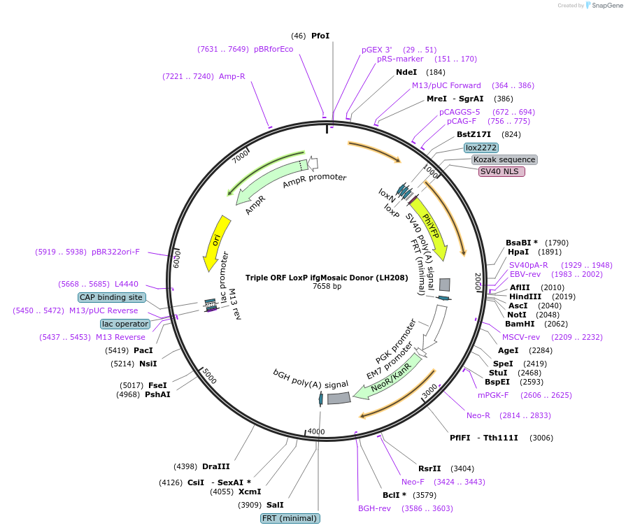 99625-plasmid-map-sequence-id-192519